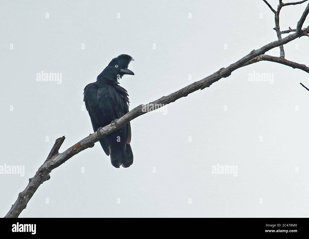 umbrella bird flying