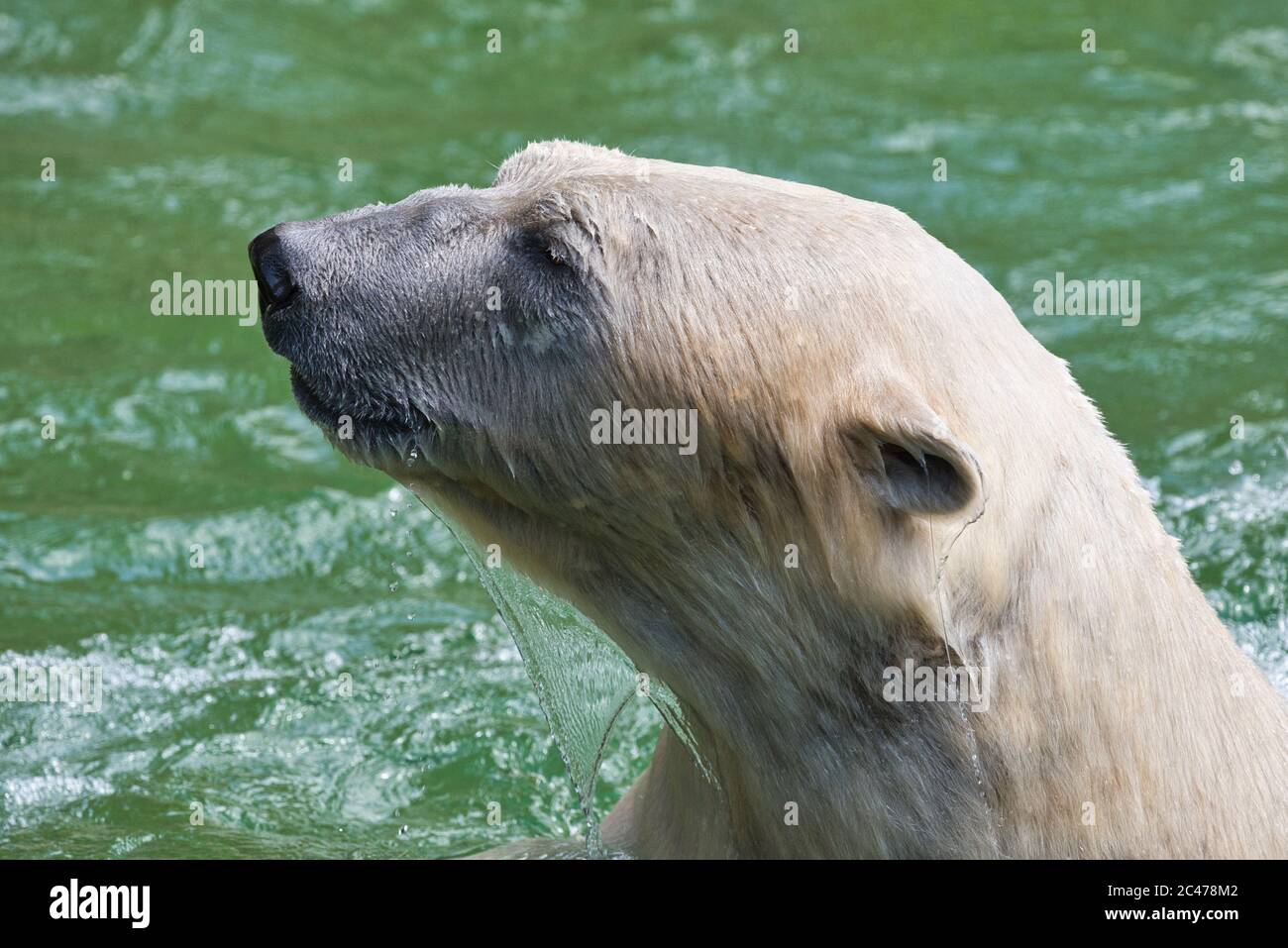 Baer, Bär, Eisbaer, Eisbär, Polarbaer, Ursus maritimus, Polar bear, hypercarnivorous bear, artic, winter, ice, eis, Stock Photo