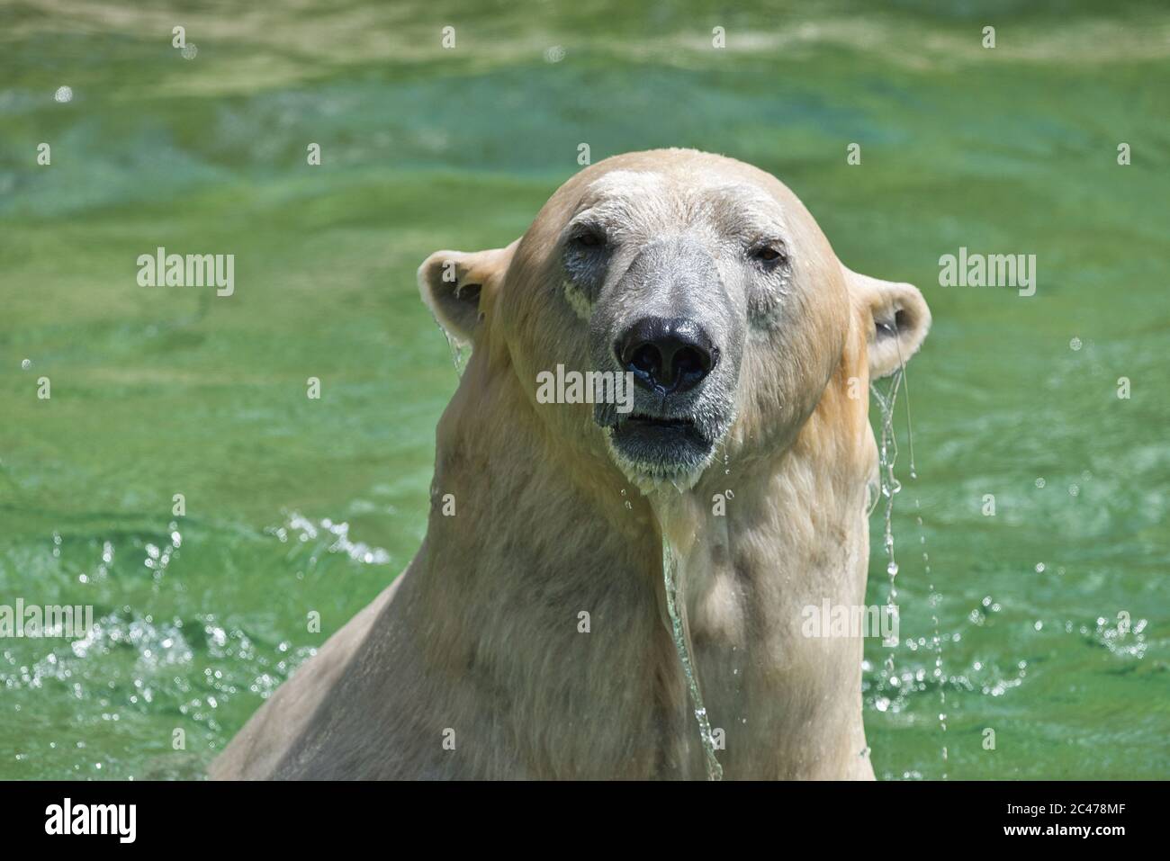Baer, Bär, Eisbaer, Eisbär, Polarbaer, Ursus maritimus, Polar bear, hypercarnivorous bear, artic, winter, ice, eis, Stock Photo