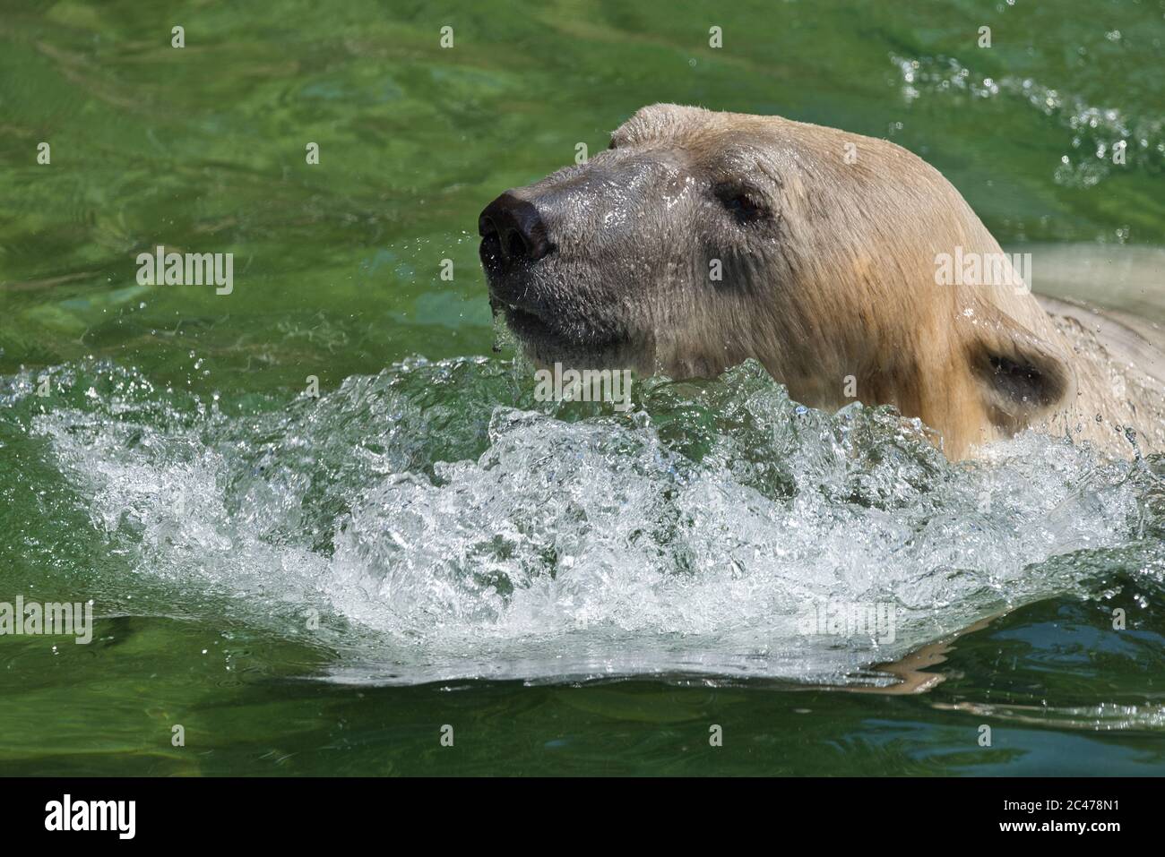 Baer, Bär, Eisbaer, Eisbär, Polarbaer, Ursus maritimus, Polar bear, hypercarnivorous bear, artic, winter, ice, eis, Stock Photo