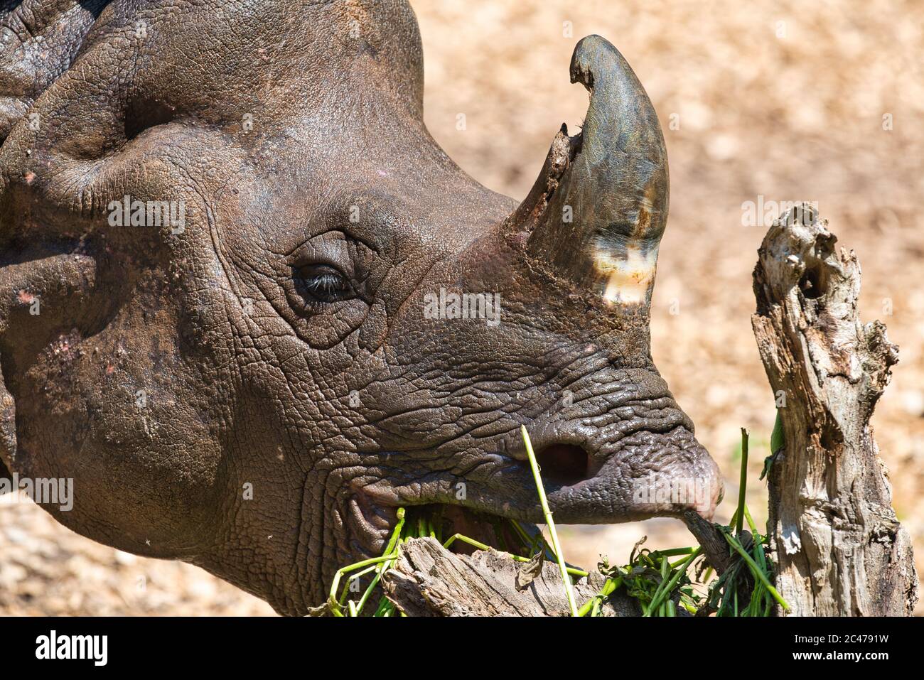 rhinoceros unicornis, Panzernashorn, Nashorn, Indischer Panzernashorn, Indisches Nashorn, Indian rhinoceros, greater one-horned rhinoceros, great Indi Stock Photo