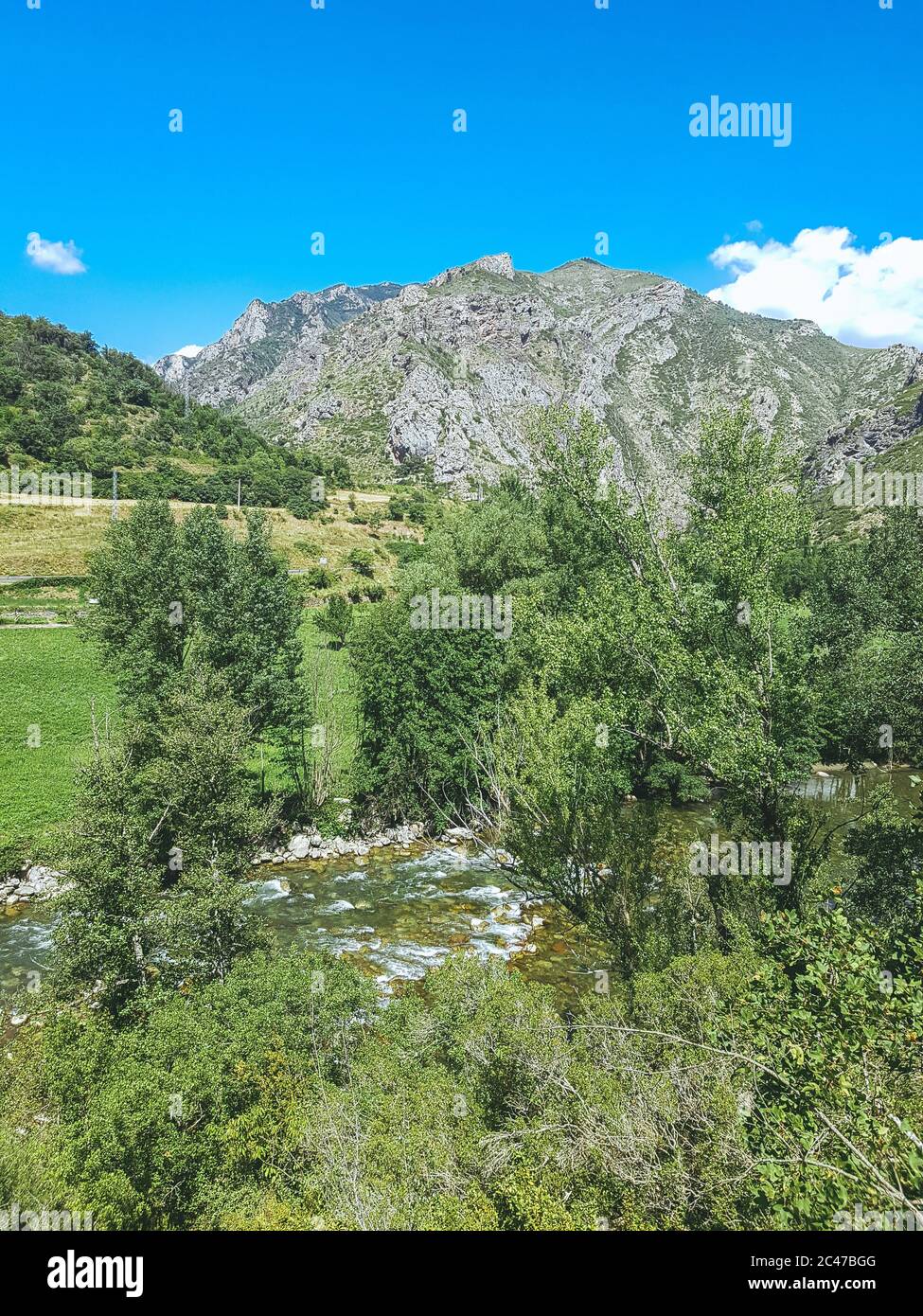 Vertical shot grass trees hi-res stock photography and images - Alamy