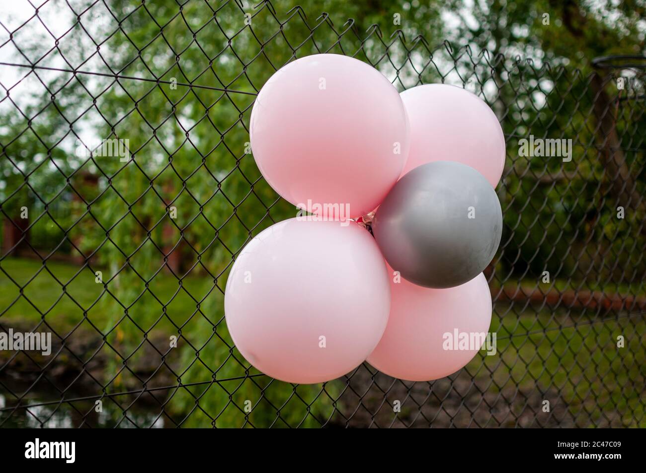 Pink and grey inflatable balloons on the iron mesh Stock Photo