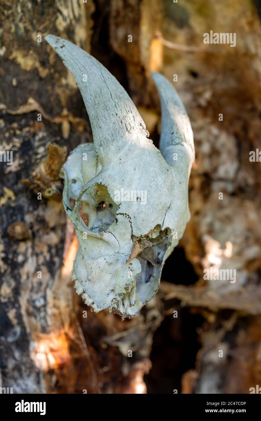 Goat skull skeleton head hanging on a tree bark Stock Photo