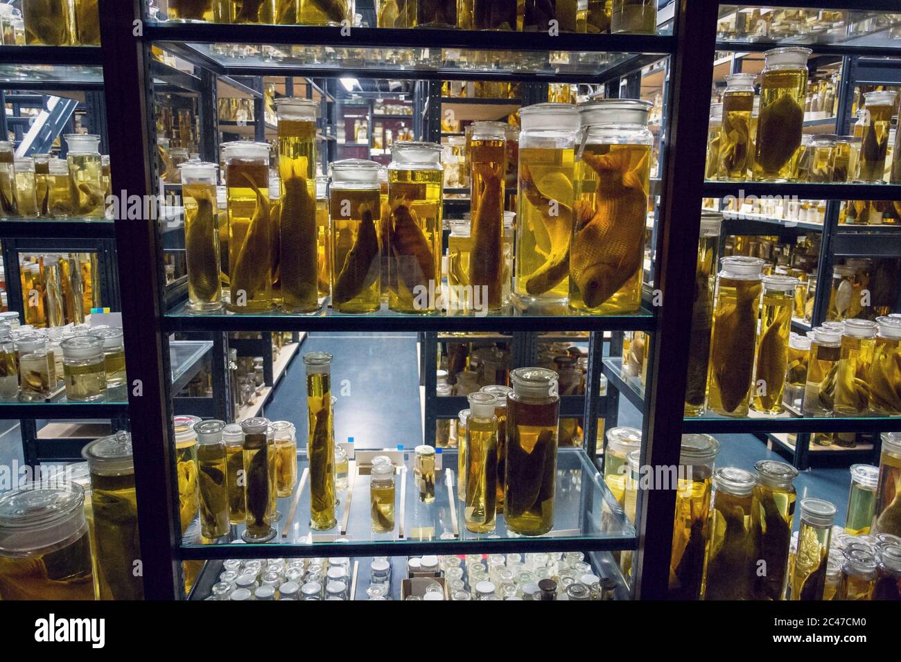 Shelves with various animals preserved in formaldehyde solution Stock Photo