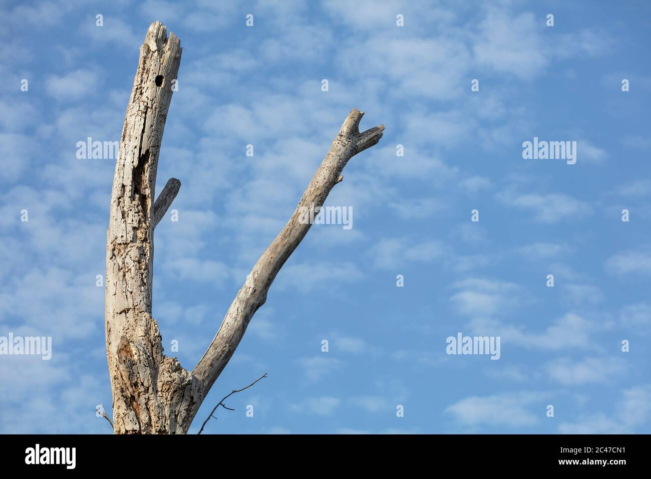 Dead tree branch with blue sky for background Stock Photo