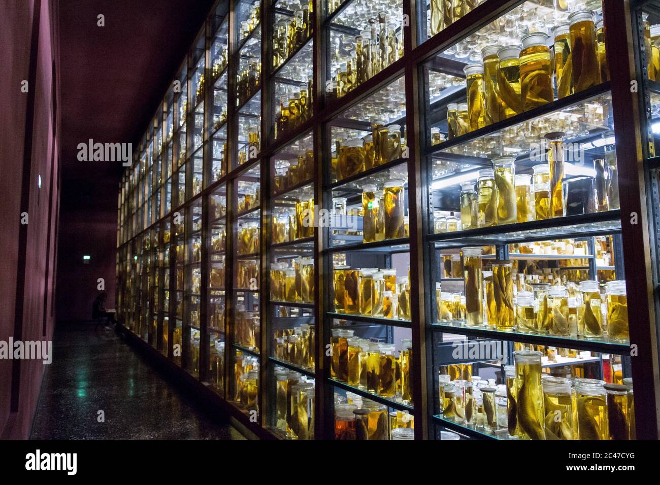 Shelves with various animals preserved in formaldehyde solution Stock Photo