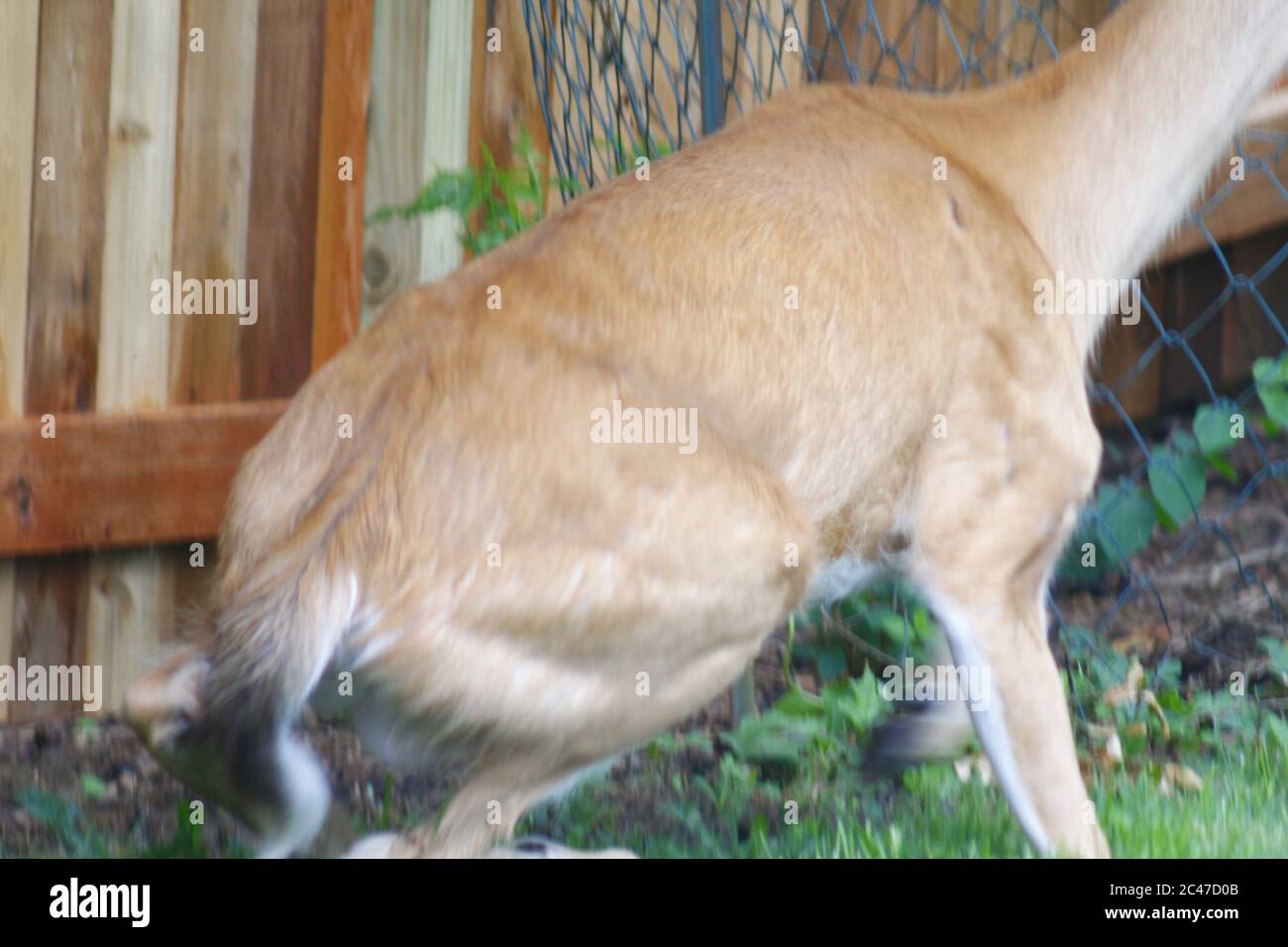 Deer Resting in Suburban Backyard Stock Photo - Alamy