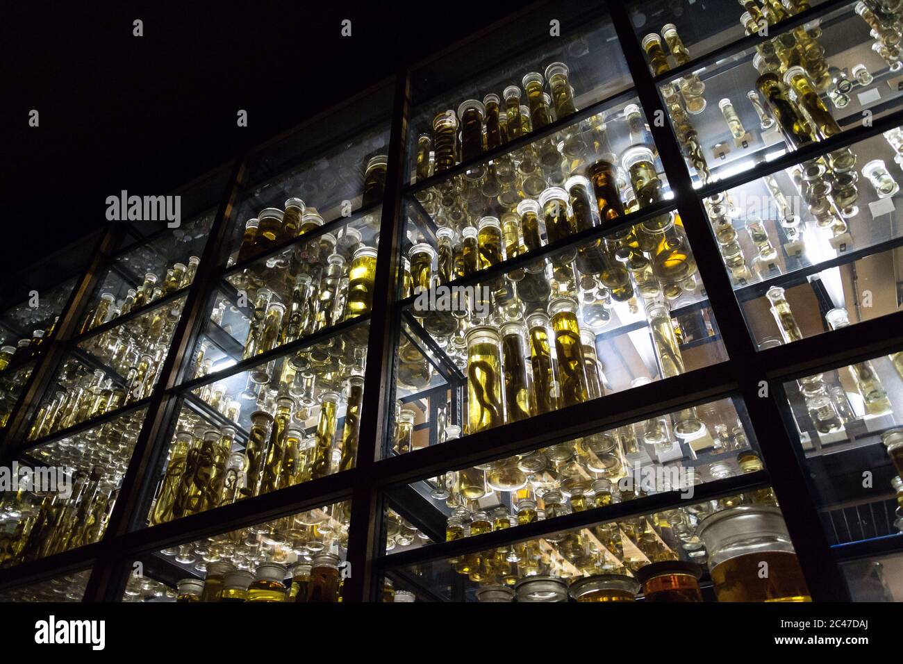 Shelves with various animals preserved in formaldehyde solution Stock Photo