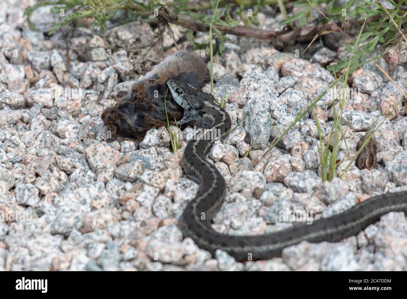 Western Terrestrial Garter Snake eat vole at Richmond british columbia