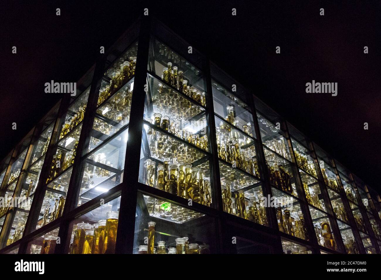 Shelves with various animals preserved in formaldehyde solution Stock Photo