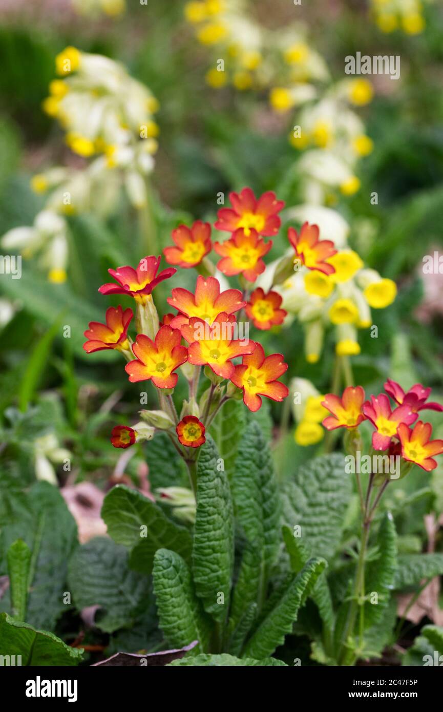 Red Cowslips growing in an English garden. Stock Photo