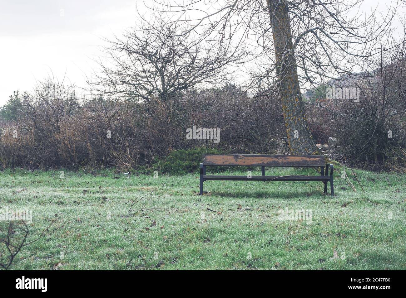 Beautiful trees in front hi-res stock photography and images - Alamy