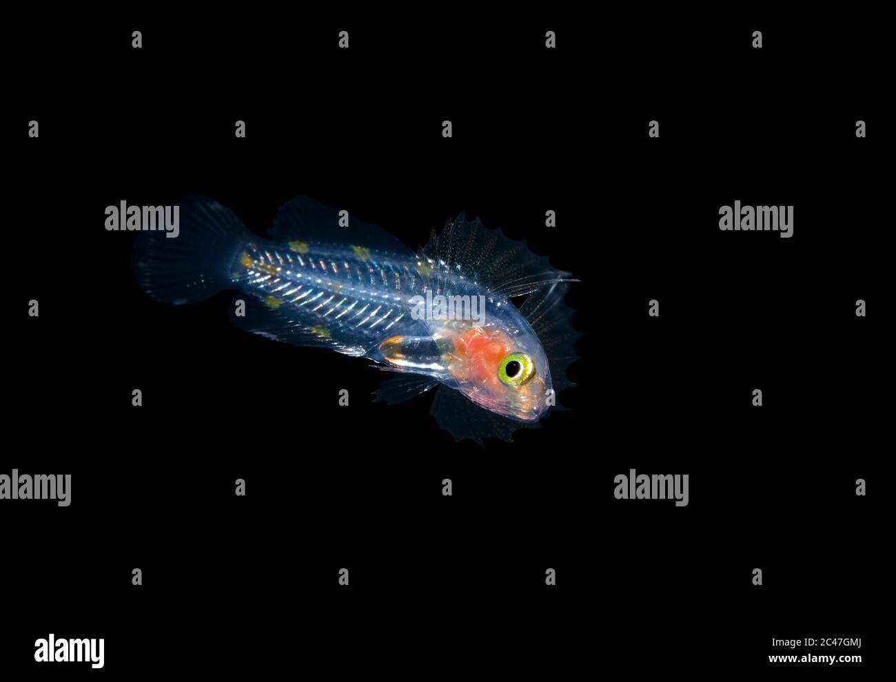 Reef Ruff Streamer larval Reef Bass, Pseudogramma species, having lost its long streamer ...