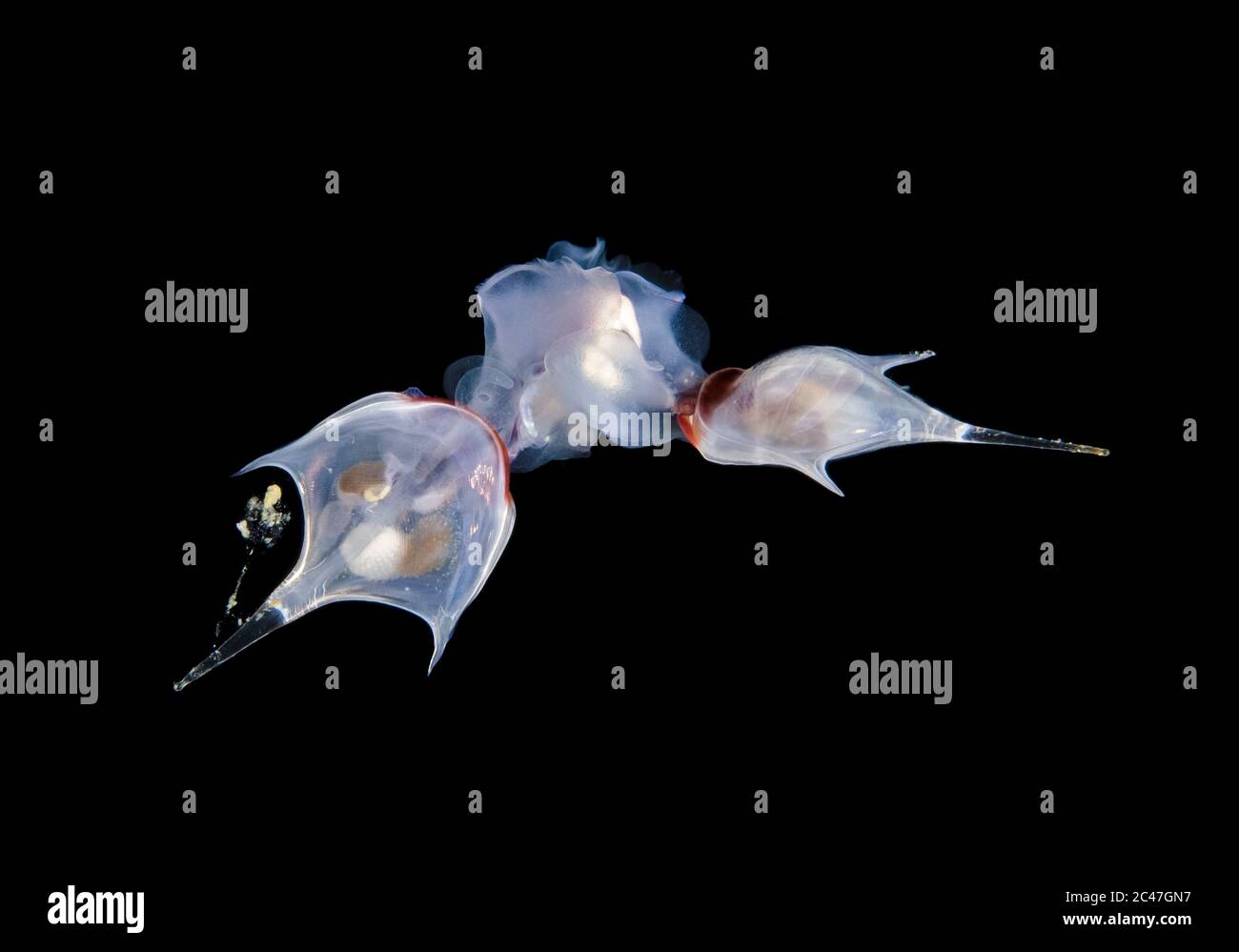 Sea Butterflies or Pteropod mollusks mating, Photographed during a Blackwater drift dive in open ocean at 50 feet with bottom at 600 plus feet below, Stock Photo