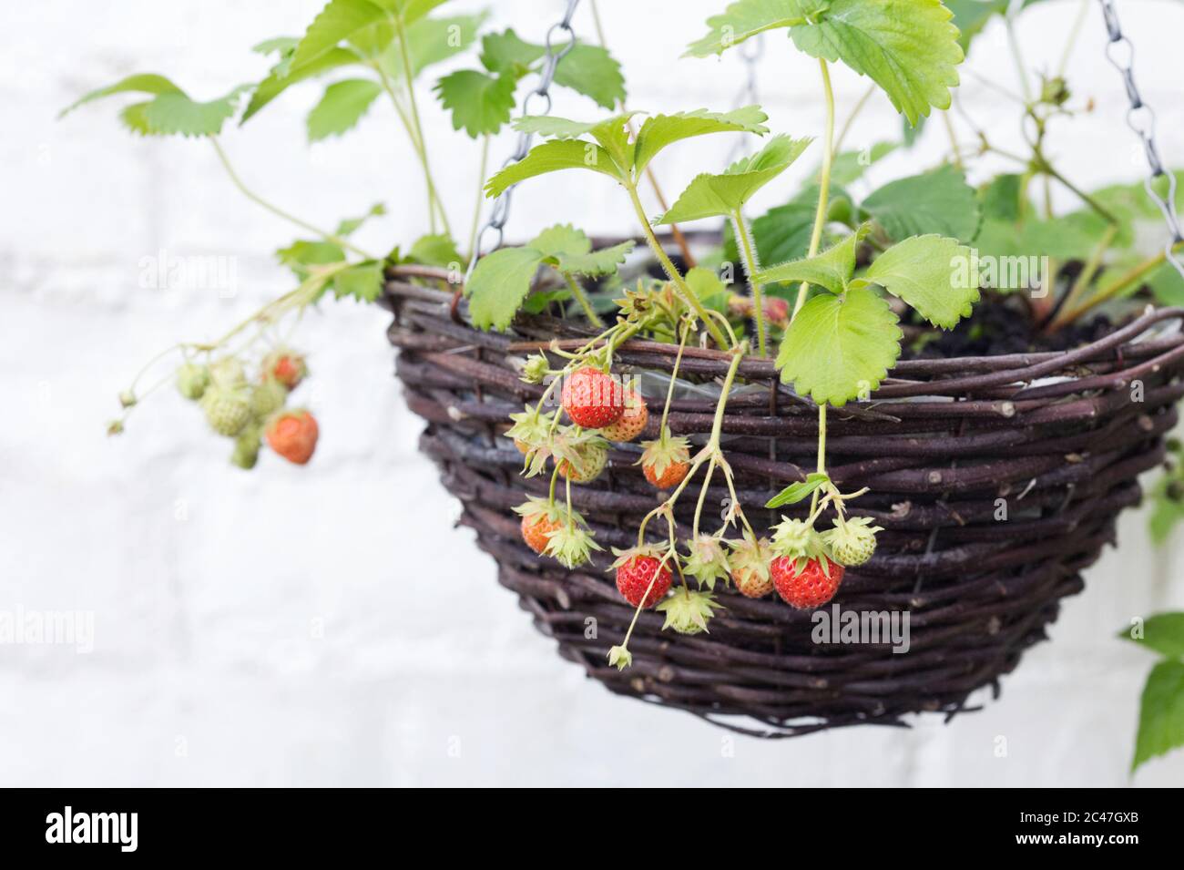 Fragaria × ananassa. Strawberries growing in a hanging basket. Stock Photo