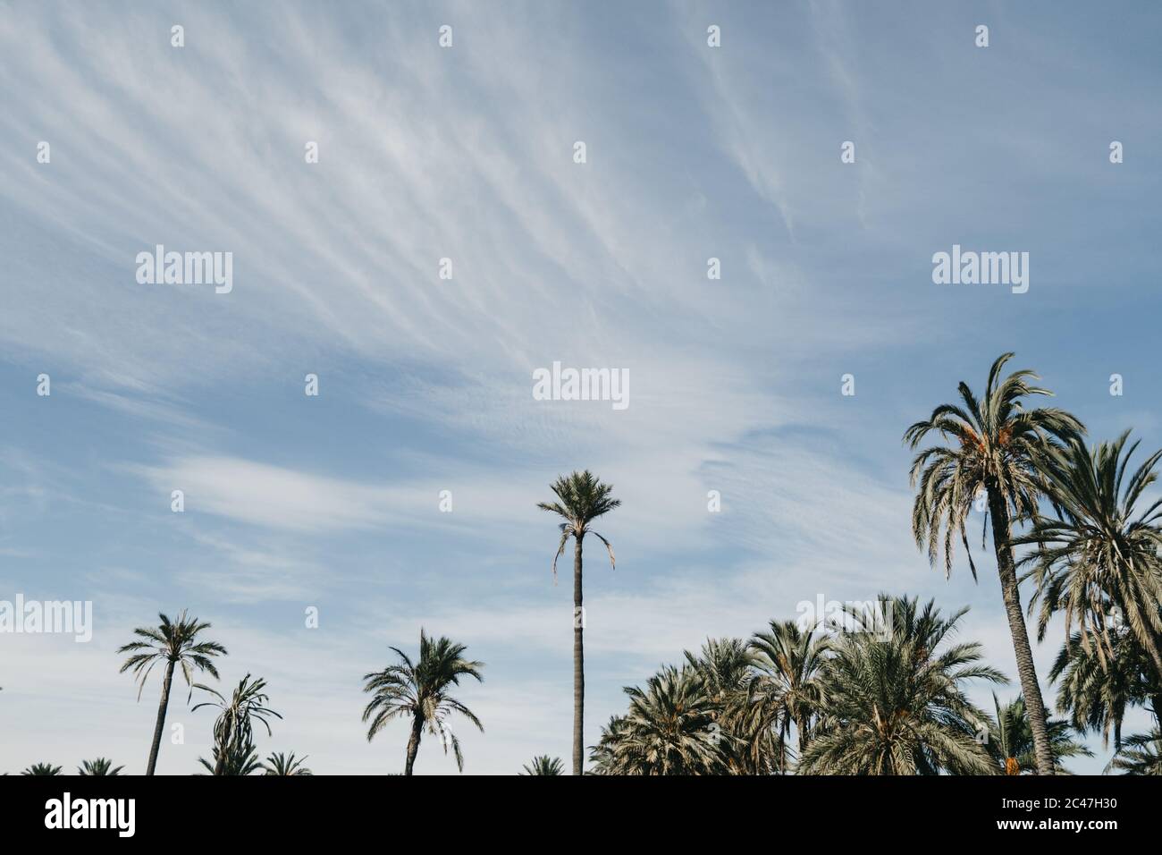 Low angle shot of several palm trees under the blue sky Stock Photo - Alamy