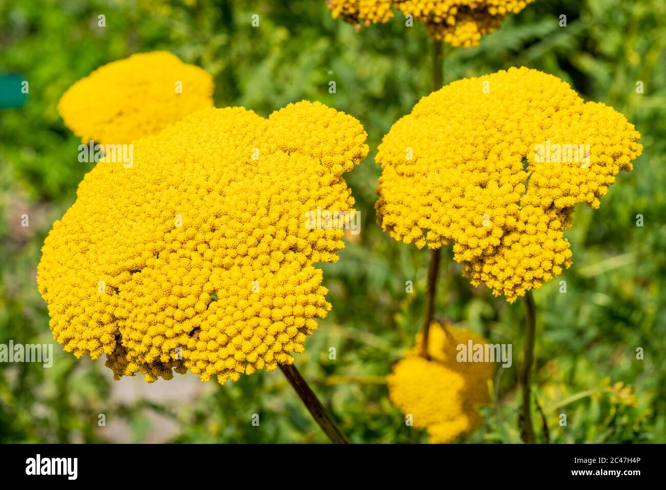 Achillea fillpendulina 'Gold Plate'  a yellow summer flowering plant commonly known as yarrow or gold plate Stock Photo