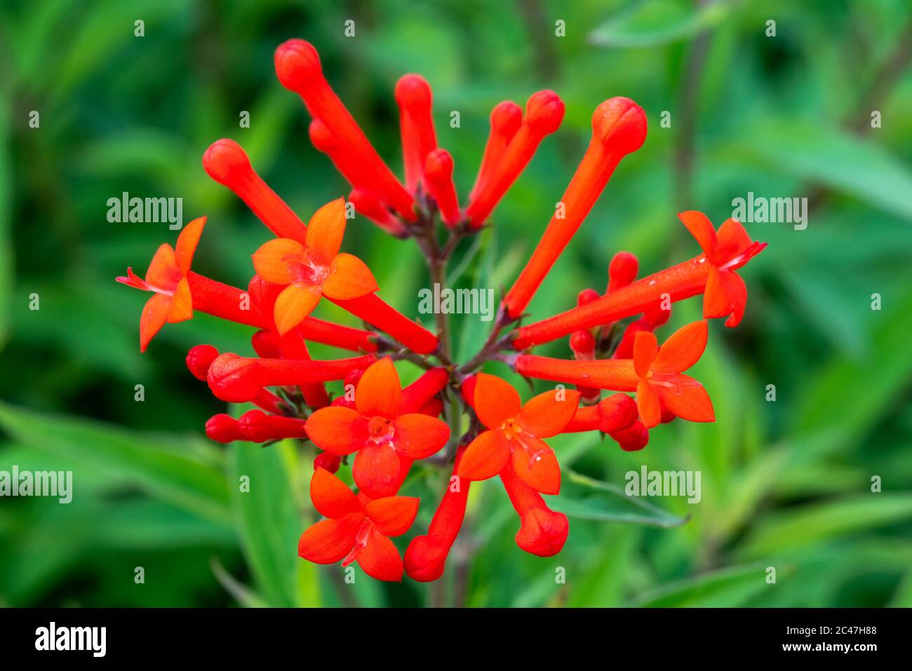 Bouvardia ternifolia found a native plant of Mexico and South USA commonly known as Firecracker Bush or Trompetilla Stock Photo