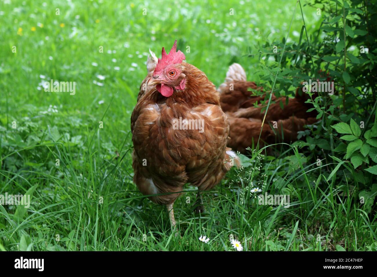 Poultry looking for food in a meadow Stock Photo
