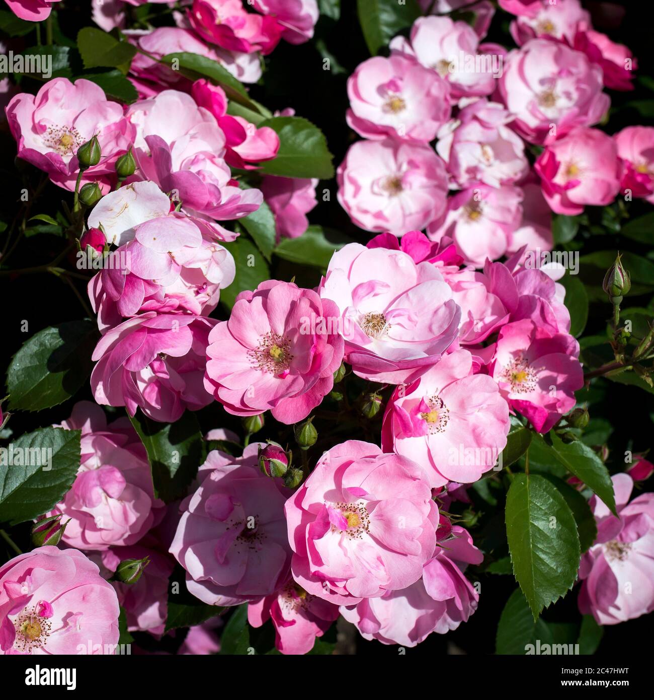 Pink Tea Roses Rose hybrid tea garden lawn hi-res stock photography and images - Alamy