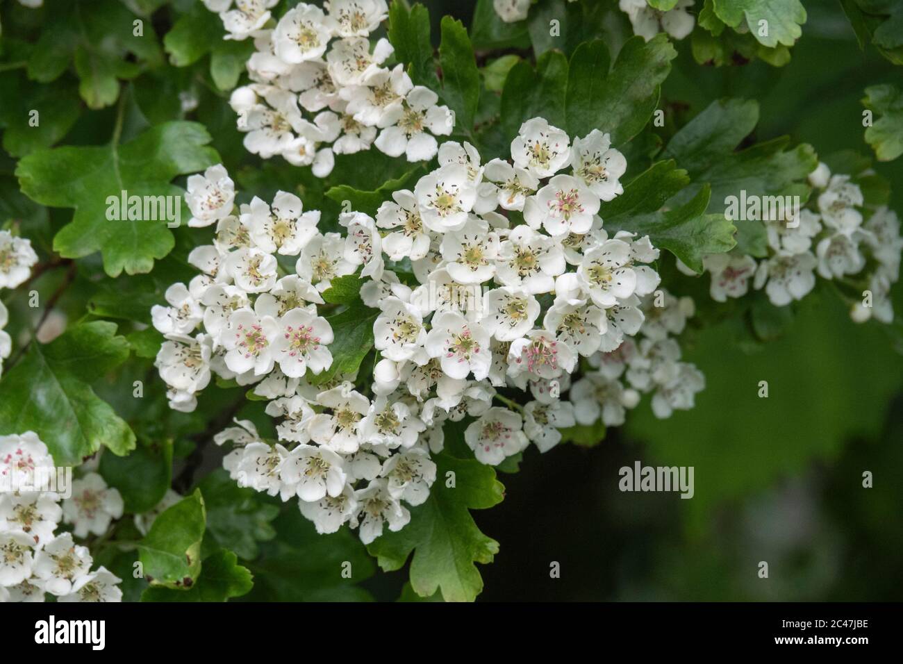 big garden planters Williamsburg Wren Large Garden Planter main image 0