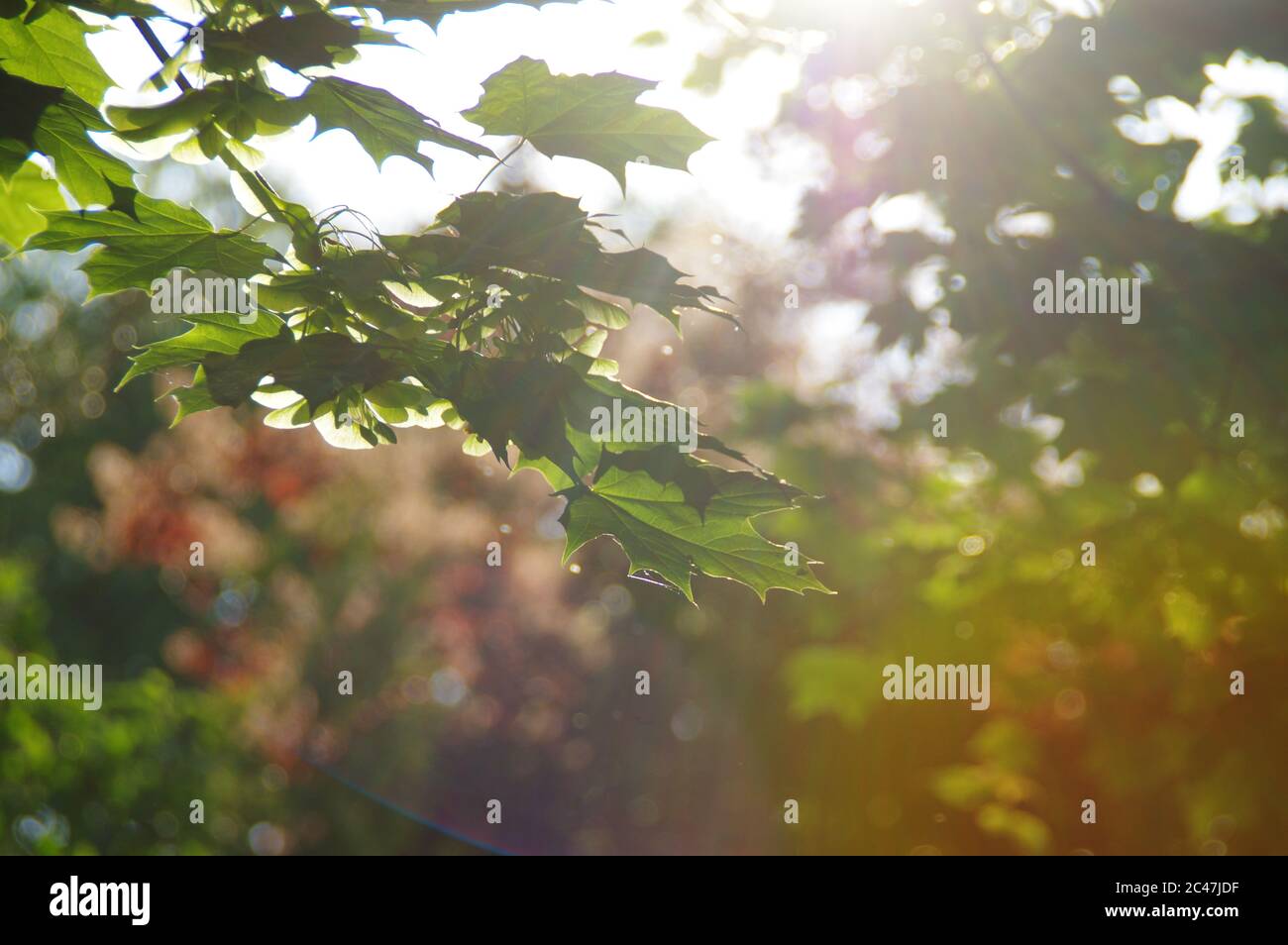 Tranquility concept. Calm scene in forest with sun in background. Sunbeams among leaves. Stock Photo