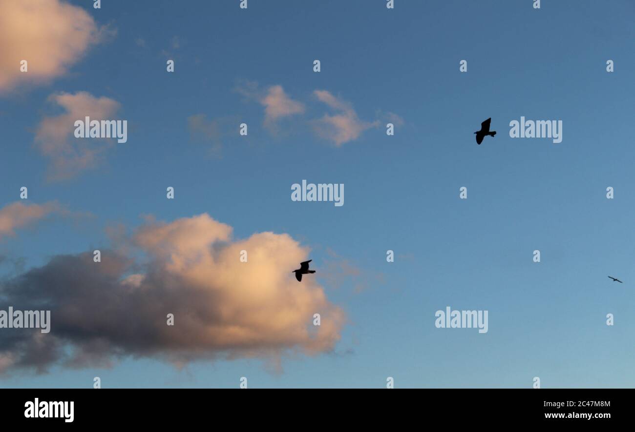 Birds flying in the blue sky Stock Photo - Alamy