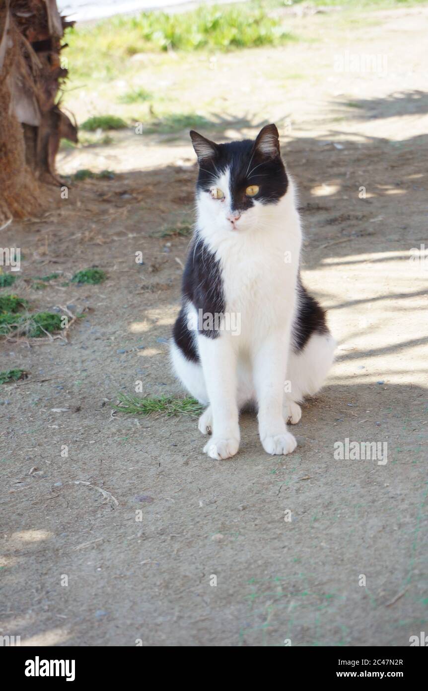 Black and white cat with green eyes during daytime Stock Photo - Alamy