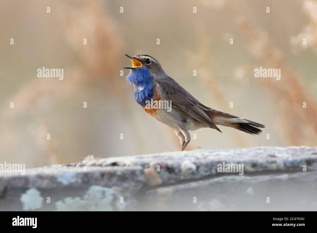 Little dark grey and blue bird singing and sitting on a tree branch ...