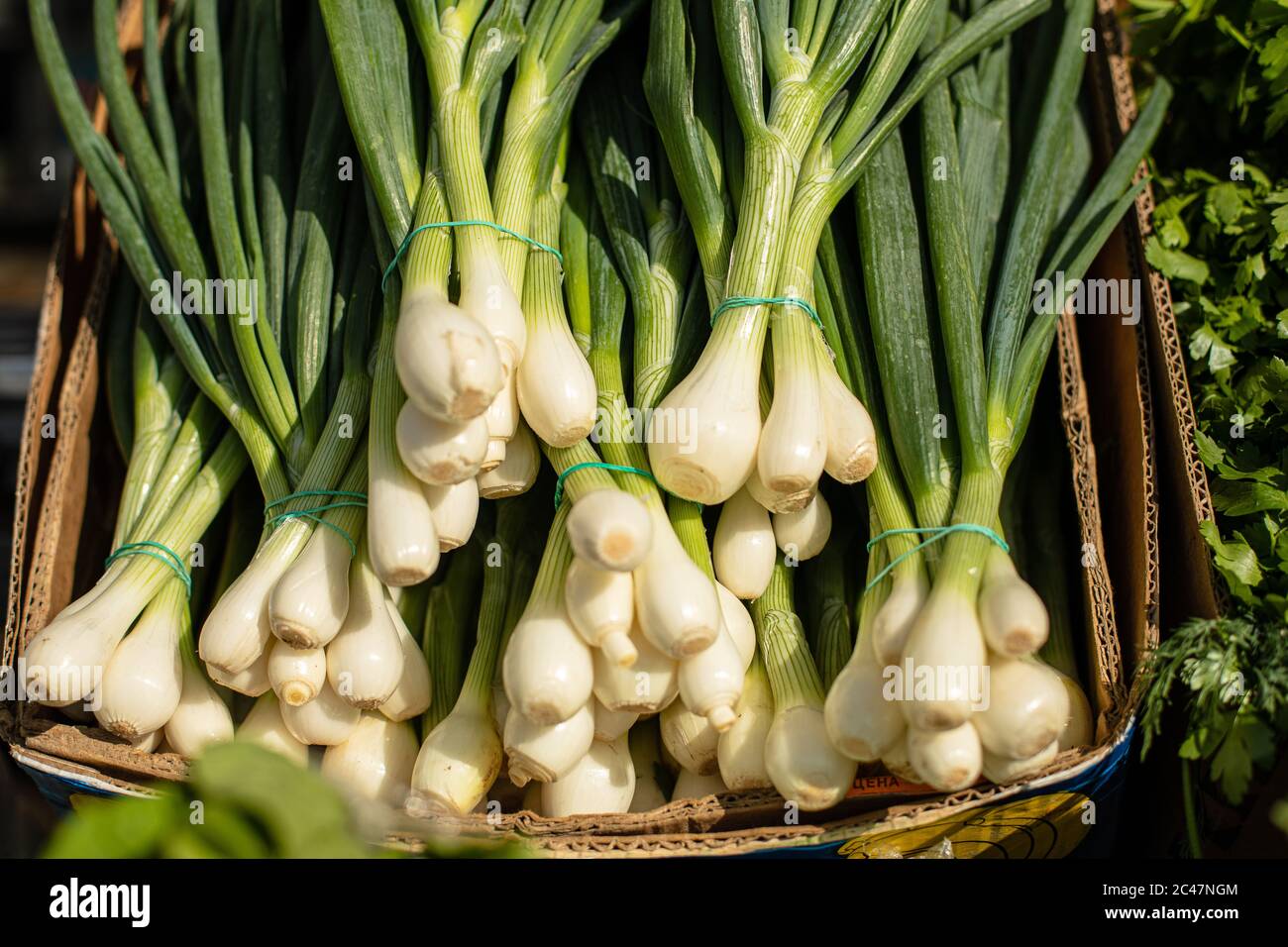 green onion with chives. fresh green onions Stock Photo - Alamy