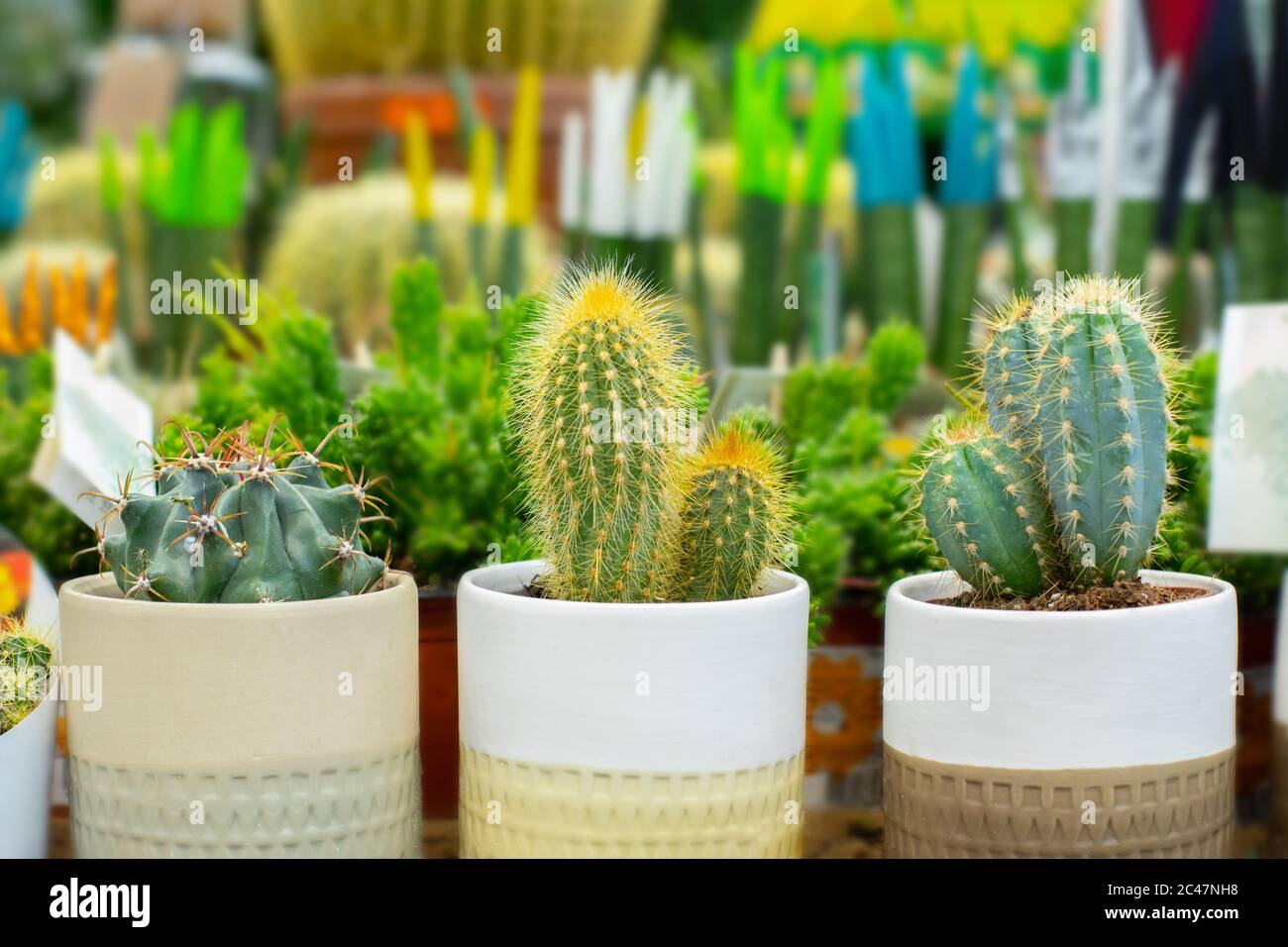 Beautiful natural green cacti in pots. Growing desert cactus plants at home. Small prickly houseplants in white clay pots Stock Photo