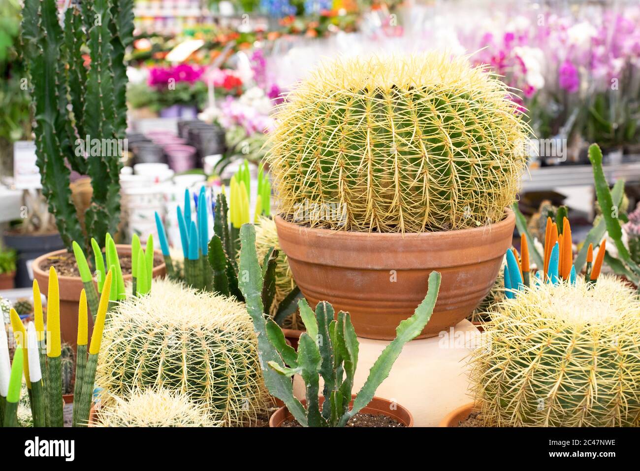 Echinocactus cactus in a clay pot among other varieties of cacti and succulents. Cactus with thick yellow spikes needles on geometric ribs, natural de Stock Photo
