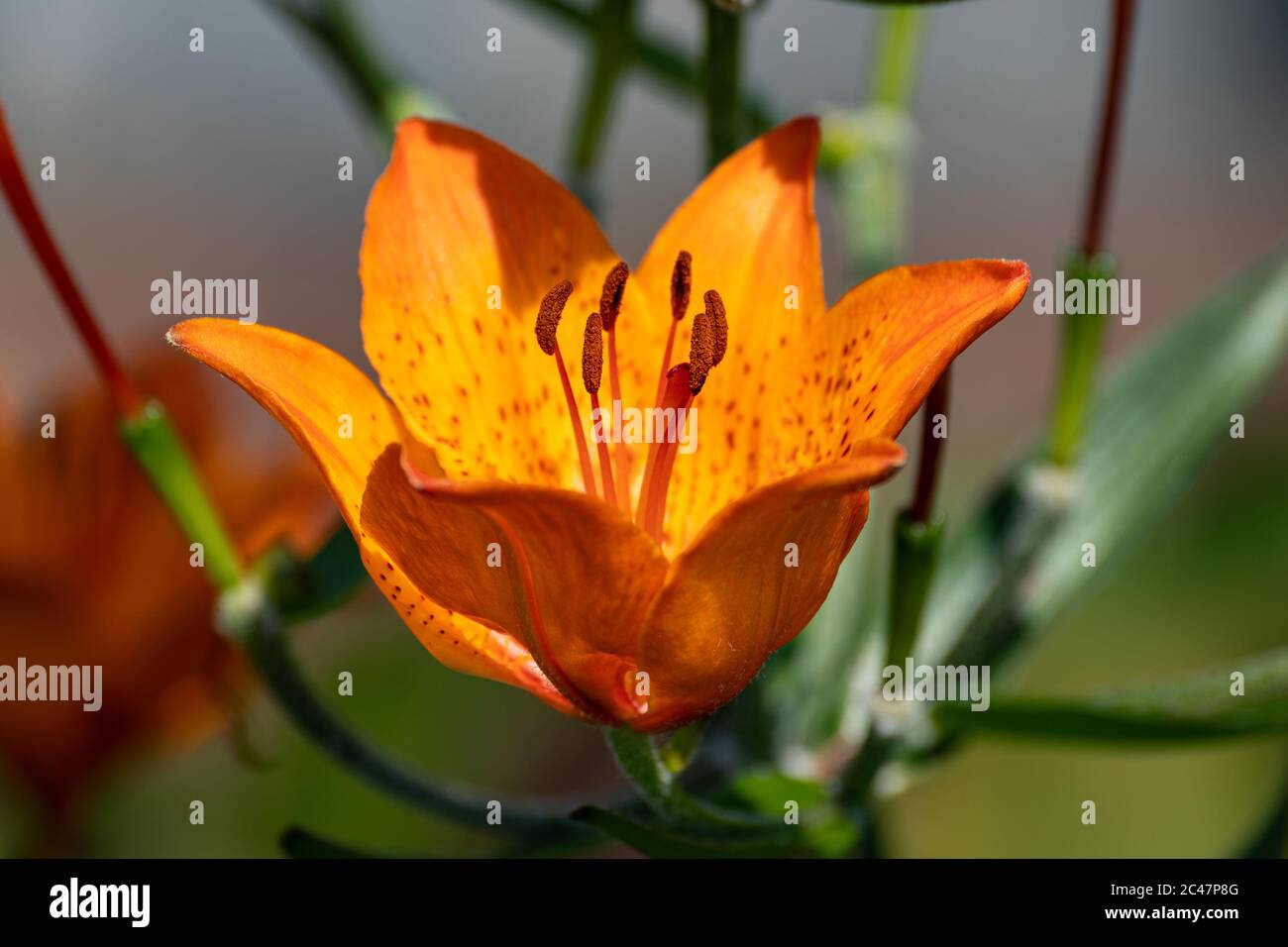 Bright yellow-orange flower of Lilium bulbiferum, common names orange lily, fire lily and tiger lily Stock Photo