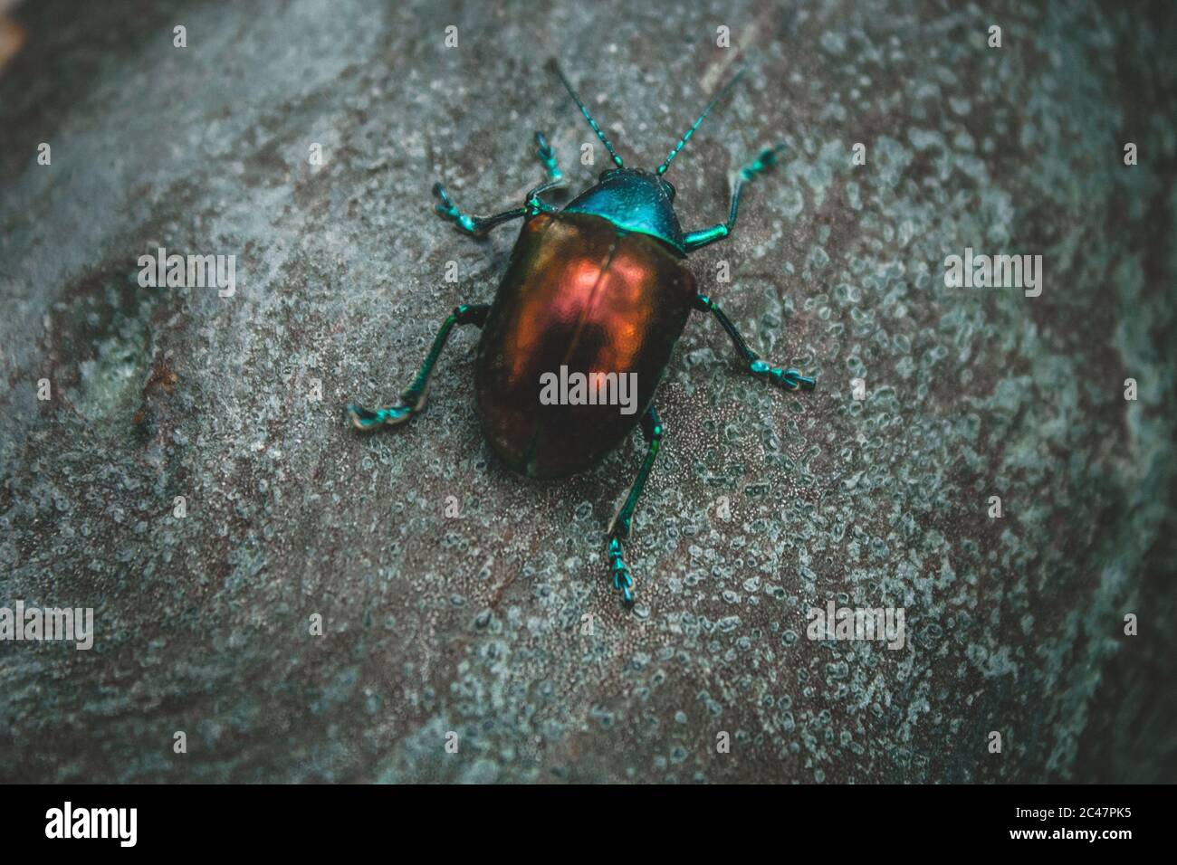 Macro picture of a Japanese beetle on a rock Stock Photo