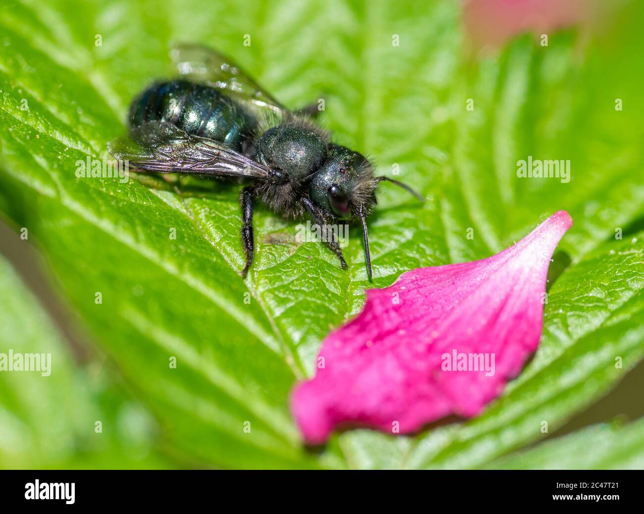 Female Mason Bee (Osmia lignaria) resting on a greeen leaf with a flower petal in Spring Stock Photo