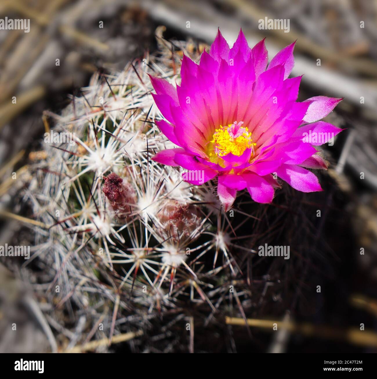 A single hot pink flower with a bright yellow center blooms on a small barrel cactus. Stock Photo