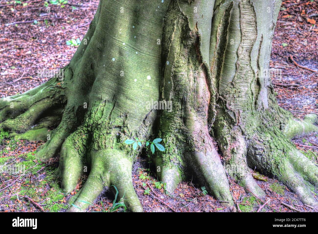 An old tree trunk in a forest landscape environment Stock Photo - Alamy