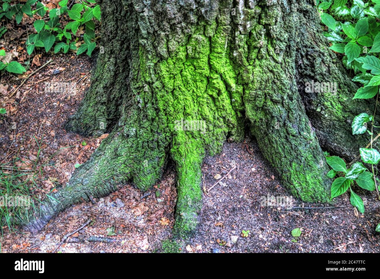 An old tree trunk in a forest landscape environment Stock Photo - Alamy