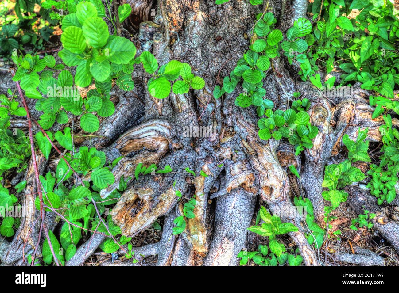 An old tree trunk in a forest landscape environment Stock Photo - Alamy