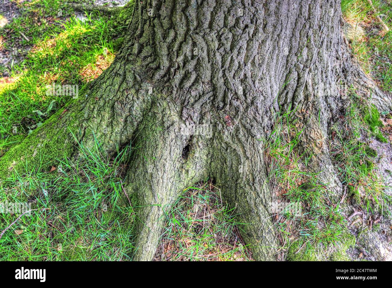 An old tree trunk in a forest landscape environment Stock Photo - Alamy
