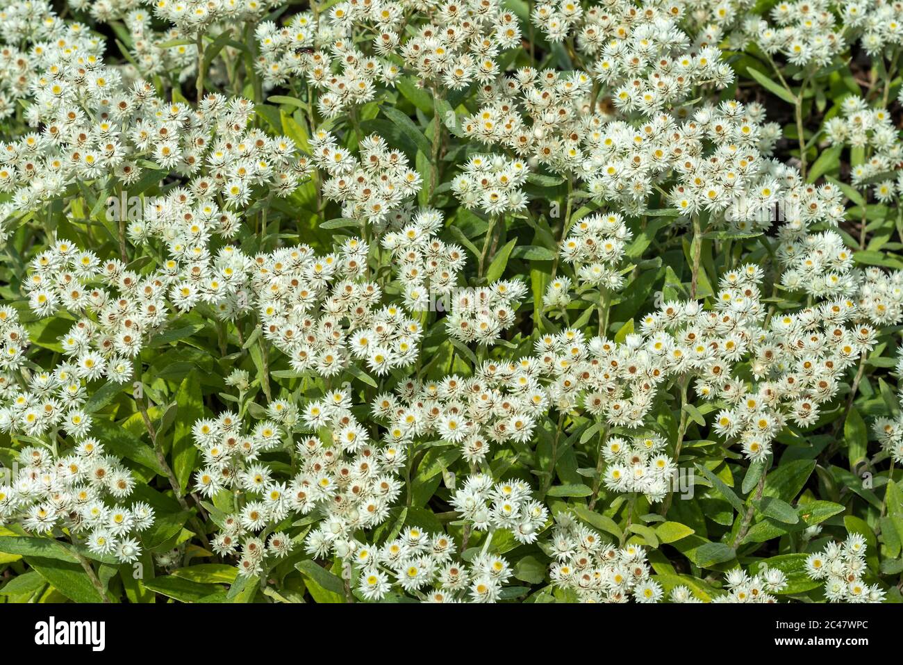 Anaphalis triplinervis 'Sommerschnee' a white summer flower plant Stock Photo