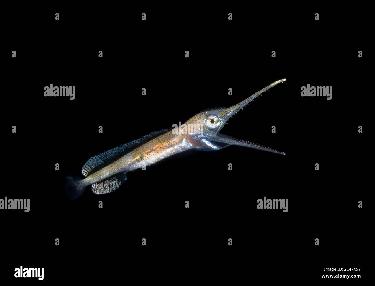 1 cm long larval Swordfish, Xiphias gladius photographed yawning during a Blackwater drift dive in open ocean at 40 feet with bottom at 600 plus feet Stock Photo