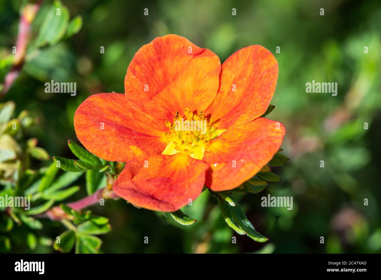 Potentilla 'Red Ace' a summer flowered plant known as cinquefoil Stock Photo