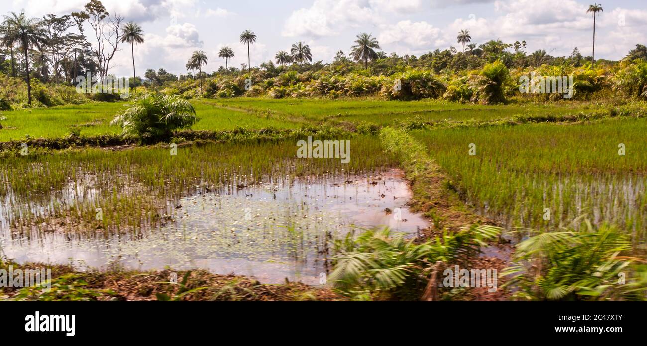 Sierra Leone rice field Stock Photo