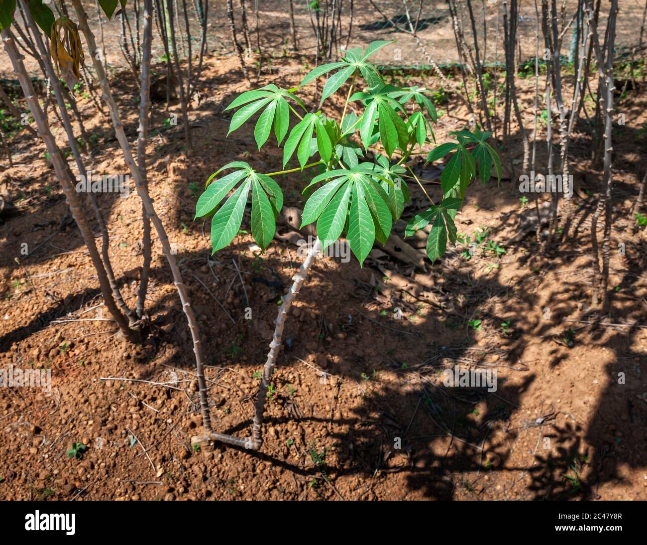 Cassava in Sierra Leone Stock Photo