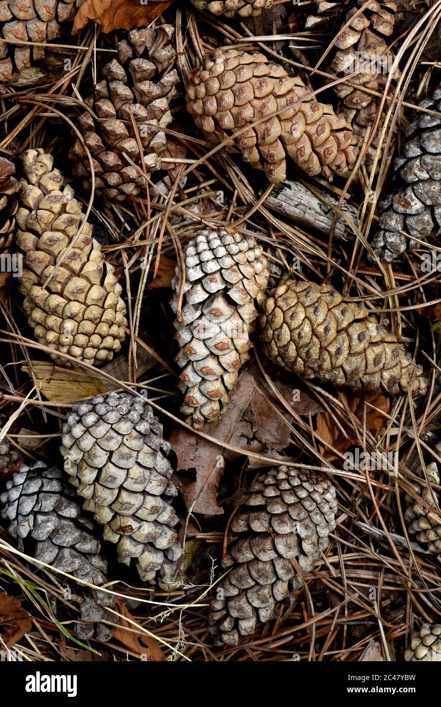 Fallen pine cones lie among pine needles and other forest floor debris Stock Photo