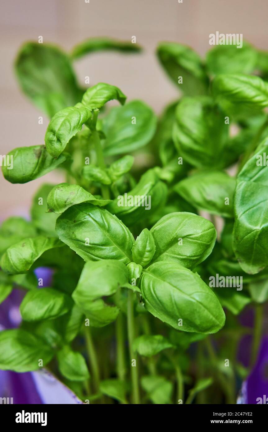 Houseplant leaves close up hi-res stock photography and images - Alamy