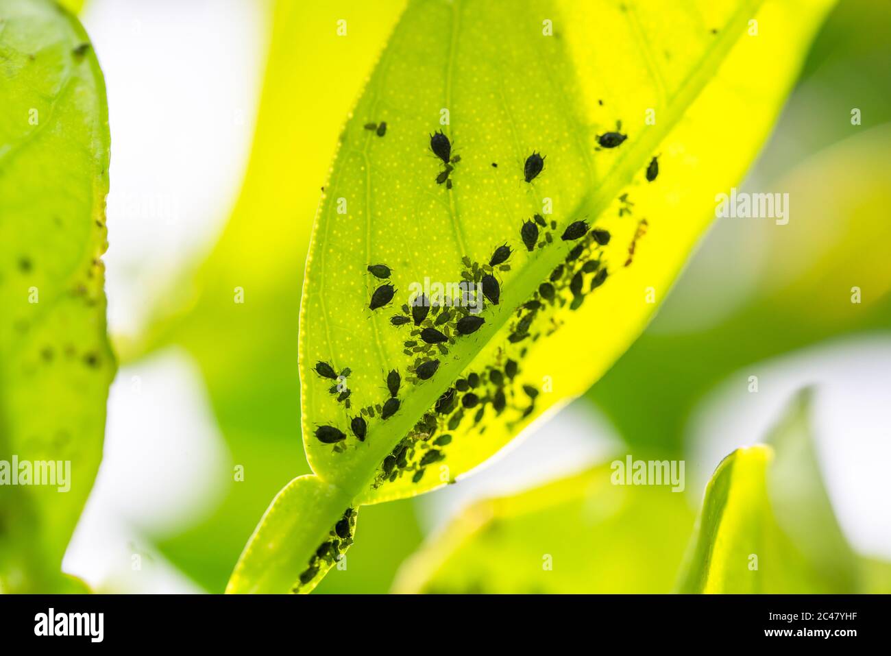 Aphids on young leaves of orange tree in the garden. The insects feed