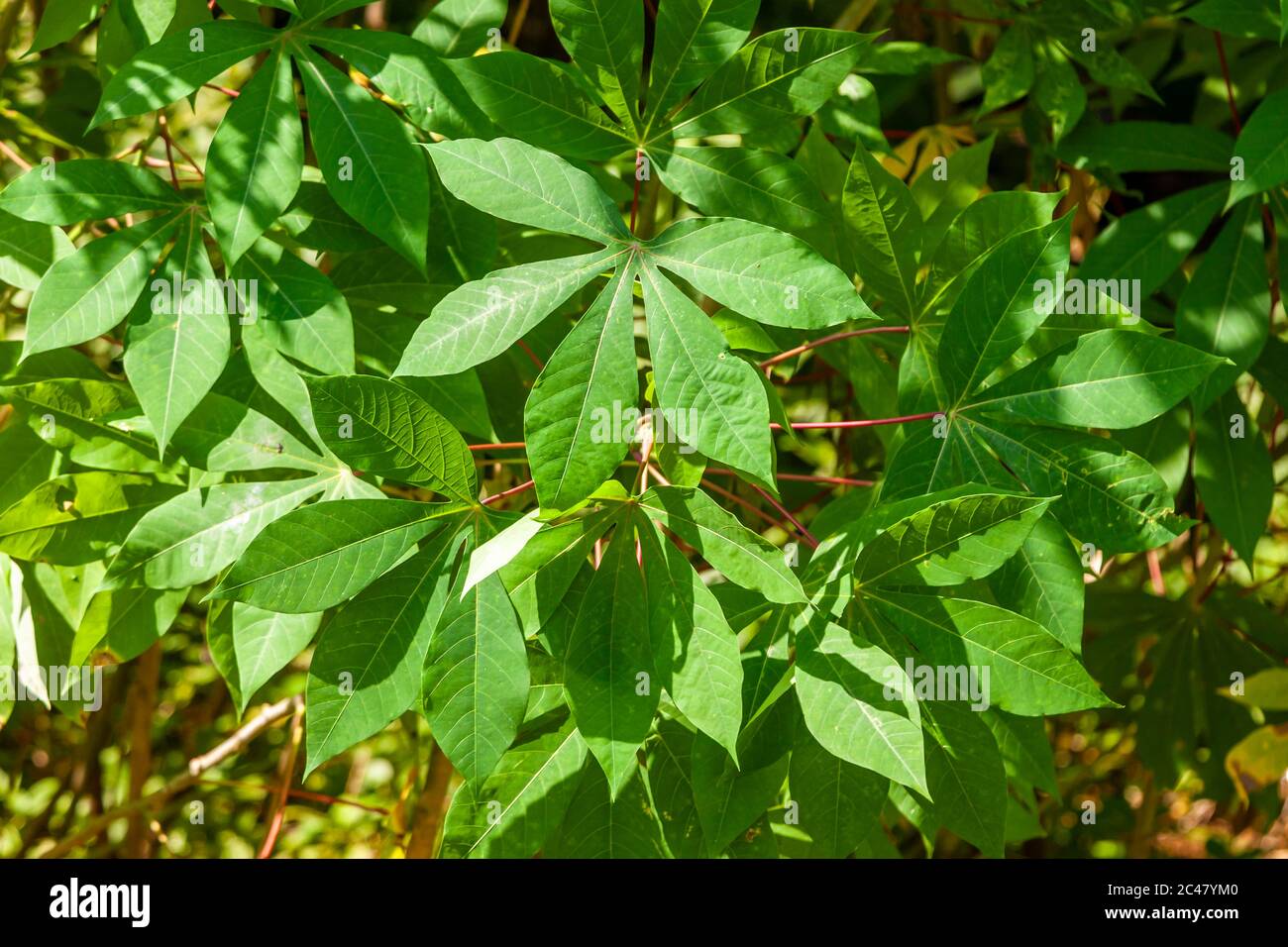 Cassava in Sierra Leone Stock Photo